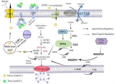 Molecular mechanisms of ferroptosis and its roles in leukemia